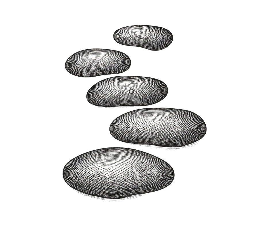 Five stepping stones, the Five Pathways